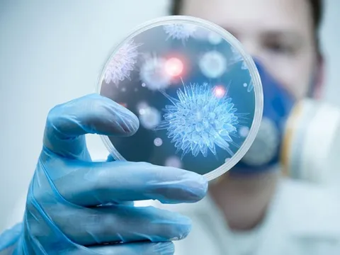 Bộ Y tế Việt Nam hỏa tốc yêu cầu siết chặt phòng, chống dịch virus Nipah