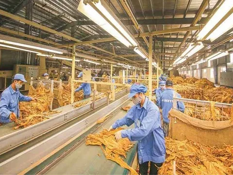 Hạn ngạch thuế quan nhập khẩu thuốc lá nguyên liệu năm 2026