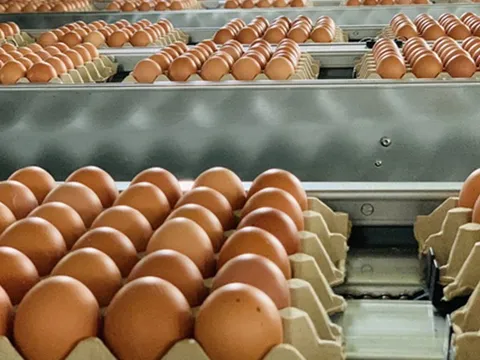 Hạn ngạch thuế quan nhập khẩu muối, trứng gia cầm 2026