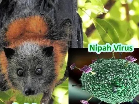 Việt Nam chưa ghi nhận trường hợp nào mắc bệnh do virus Nipah gây ra