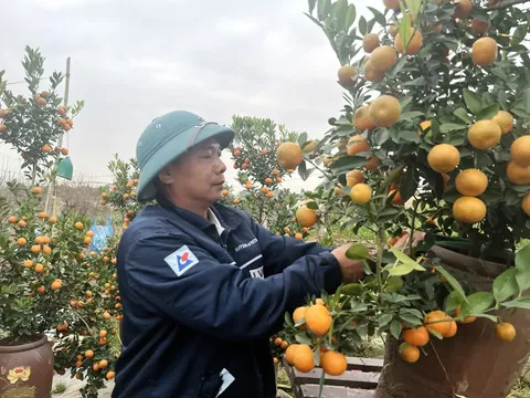 Cận Tết, vườn đào thắm - quất vàng tấp nập khách mua