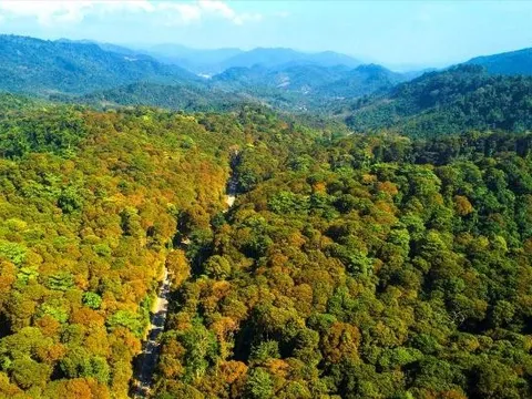 Dự án RECAF: Hơn 100 triệu USD cải thiện sinh kế và bảo vệ rừng Tây Nguyên, Nam Trung Bộ