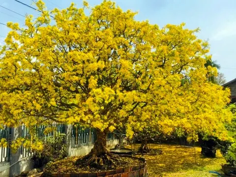 Khách đại gia ngã giá 10 tỷ đồng cho cây mai 129 tuổi, chủ nhân chưa gật đầu