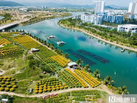 Ngắm cánh đồng hoa cúc vàng rực giữa lòng phố thị Quy Nhơn