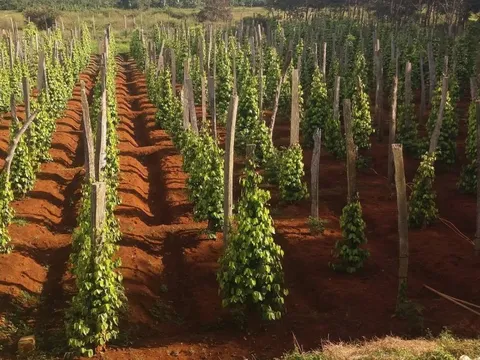 Phát triển nông nghiệp xanh tạo thương hiệu sản phẩm trên thị trường thế giới