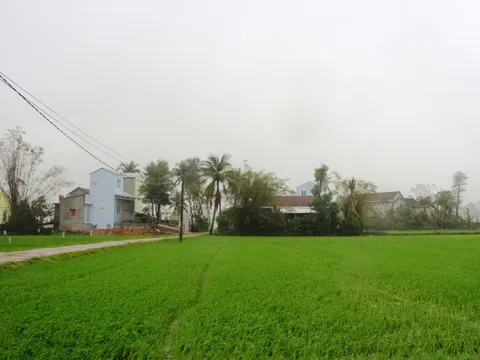 'Rốn lũ' Hòa Thịnh: Miền xanh hy vọng đã nảy mầm