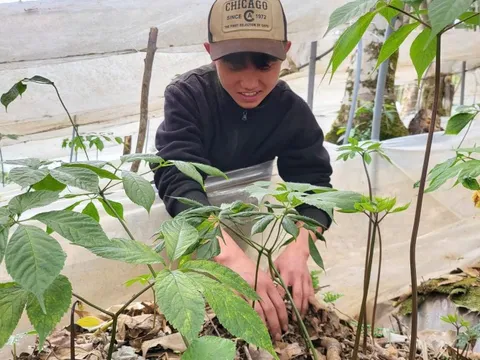 Đón Tết cùng “quốc bảo” sâm Ngọc Linh