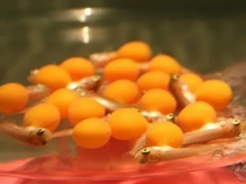 Đề nghị làm rõ nguyên nhân vụ nghi ngộ độc trứng cá cảnh khiến 13 người nhập viện