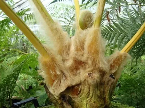 Công bố hạn ngạch xuất khẩu quốc tế đối với các loài Cẩu tích, Ráng gỗ năm 2026