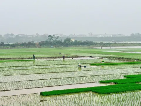 Nông dân xuống đồng gieo trồng vụ Xuân