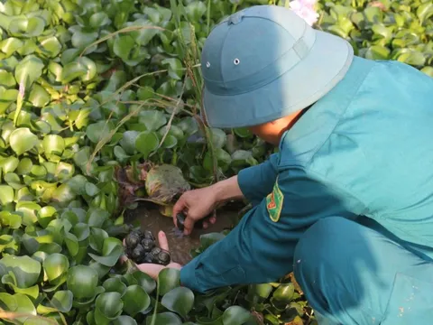 Hà Tĩnh: Nuôi “vàng đen”, nông dân thu tiền triệu mỗi ngày