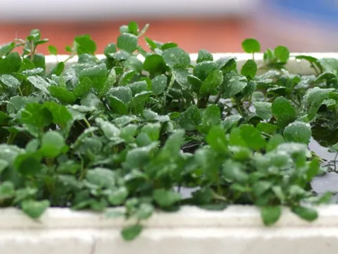 Mỹ ca ngợi "loại rau tốt nhất thế giới", hóa ra người Việt đã ăn từ lâu