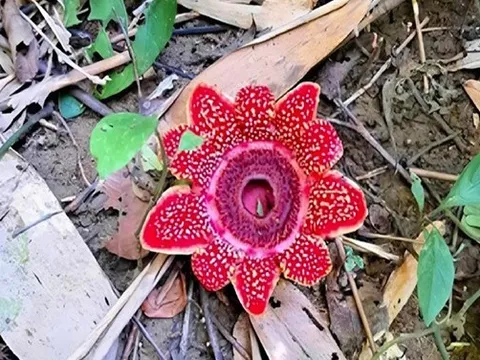 Vườn Quốc gia Phong Nha - Kẻ Bàng: Phát hiện loài hoa quý hiếm Địa nhãn Himalaya