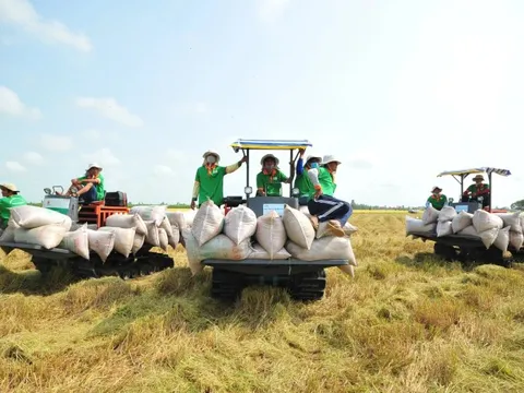 Đảm bảo việc điều hành sản xuất và tiêu thụ lúa gạo trong tình hình mới