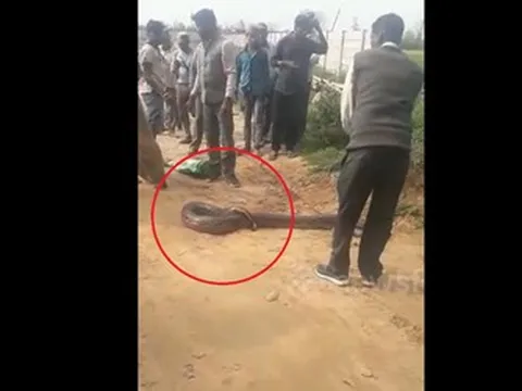 Đang đi dạo, người dân phát hiện cảnh tượng "nổi da gà" giữa đường