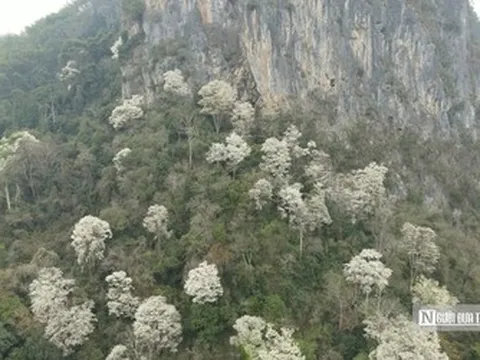 Đẹp ngỡ ngàng mùa hoa trắng phủ kín núi rừng xứ Thanh