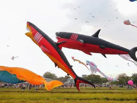 “Biển diều” khổng lồ phủ kín đồng diều Hóc Môn, người dân đổ về đông nghẹt mỗi ngày