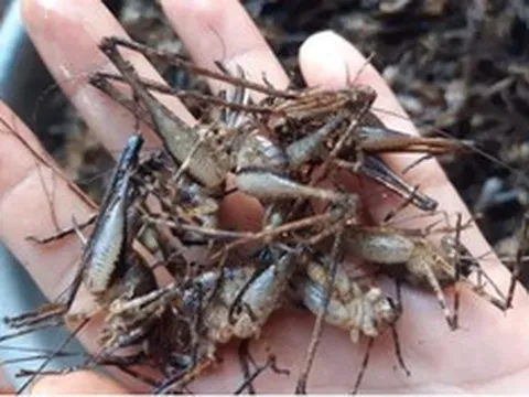 Con "cùng đống" xưa không ai ngó, nay thành đặc sản Tây Bắc đắt đỏ, được dân nhậu mê tít