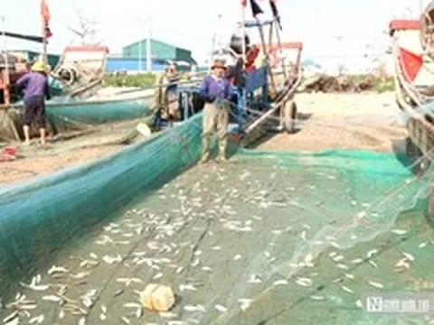 Ngư dân kiếm bộn tiền mỗi ngày nhờ loài cá nhiều đạm