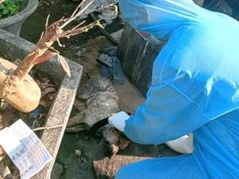 Đà Nẵng: Chó thả rông nhiễm dại, mối nguy treo lơ lửng khu dân cư