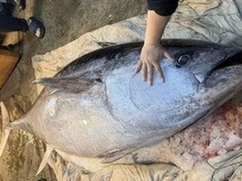 Ngư dân bắt được con cá ngừ khổng lồ dài 2,37 mét, nặng 280kg