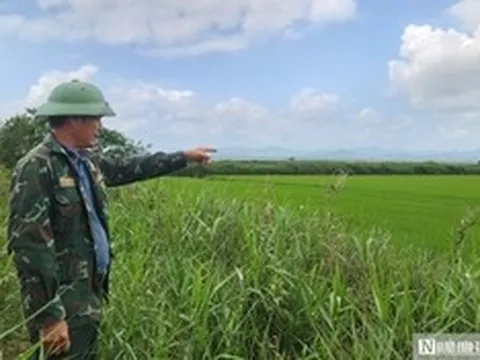 Chuyện về "lão nông" ở phá Hạc Hải - Kỳ cuối: Mô hình kinh tế cho thu nhập "khủng"