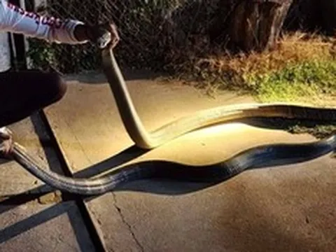 Bắt sống 2 con rắn hổ mang chúa quấn lấy nhau ở giữa sân nhà dân