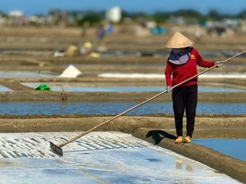 "Hạt ngọc của biển" tăng giá kỷ lục, người dân phấn khởi vào vụ mới
