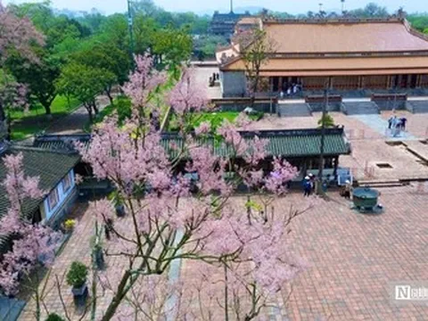Lý do "vương giả chi hoa" được trồng trong Hoàng thành Huế