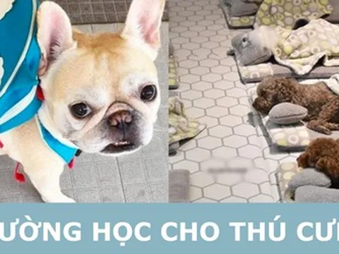 Nuôi thú cưng kiểu nhà giàu: Bỏ chục triệu cho chó đi học "mẫu giáo"