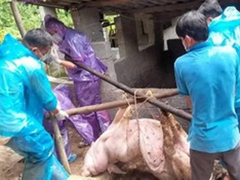 300 tấn heo nhiễm dịch vào trường học: Nguy cơ ngộ độc, ký sinh trùng đáng sợ thế nào?