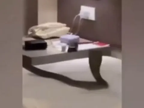 Thuê phòng khách sạn, cặp đôi tá hỏa khi phát hiện “vị khách lạ” trên giường