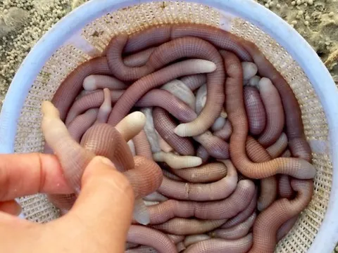 Sản vật tiến vua có giá vài triệu đồng/kg được dân địa phương gọi là "vị thần" của các món nước