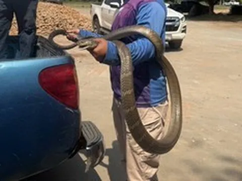 Bắt sống rắn hổ mang chúa khổng lồ dài 4,5 mét