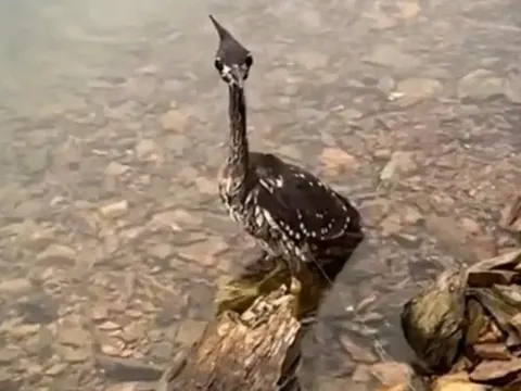 Giải cứu chim lạ mắc lưới, người đàn ông sốc nặng khi biết độ quý hiếm