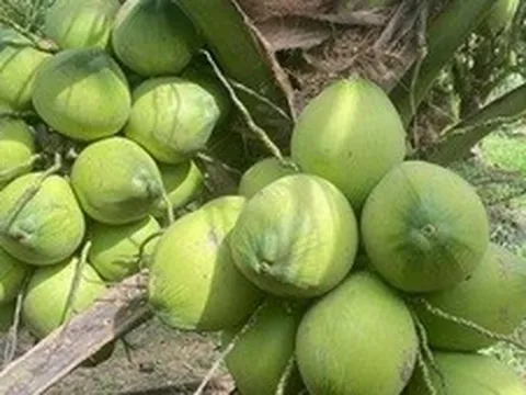 Bứt phá các sản phẩm trồng trọt: Nhìn từ câu chuyện ngành dừa