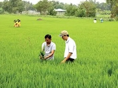 'Cánh đồng không dấu chân': Khi khuyến nông phải trở lại đúng vai trò