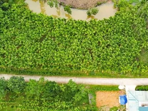 Trồng dược liệu trên thân cau, lão nông Thanh Hóa mở hướng làm kinh tế mới