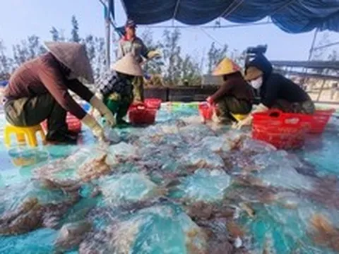 Lột xác cho loài nổi trên mặt biển, hướng ra thị trường quốc tế thành “vàng trắng” của ngư dân