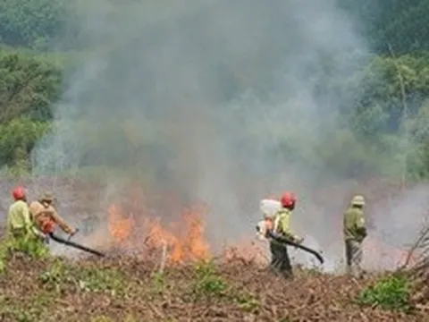 Nắng nóng gay gắt, miền Trung cấp bách phòng cháy, chữa cháy rừng