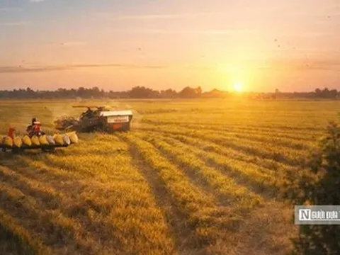 Chiêm ngưỡng sắc vàng trải dài bất tận tại Đồng Tháp Mười