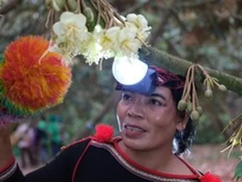 Phú Mỹ đồng hành Lễ hội sầu riêng Đắk Lắk 2026: Khởi đầu từ hoạt động thụ phấn hoa