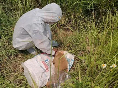 Quảng Ngãi khẩn trương khoanh vùng, kiểm soát nguy cơ dịch dại sau vụ chó tấn công nhiều người