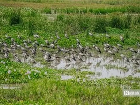 Ngắm đàn cò trong Sách Đỏ thong dong kiếm mồi trên cánh đồng ở Đắk Lắk