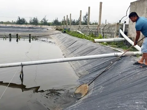 Quyết định mạo hiểm nuôi “vua của các loài ốc”, anh nông dân thu về tiền tỷ