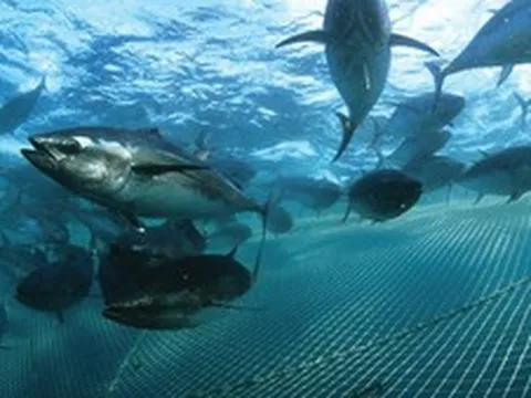 Định hình đối tượng nuôi chủ lực, mở hướng đi mới cho kinh tế biển