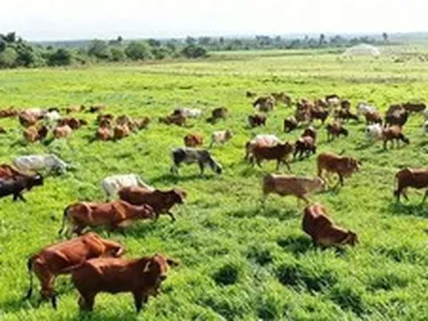 Ngăn chặn nguy cơ xâm nhập virus lở mồm long móng serotype SAT1 vào Việt Nam