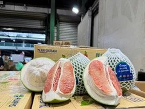 Bưởi tươi Việt Nam chính thức xuất khẩu sang Australia