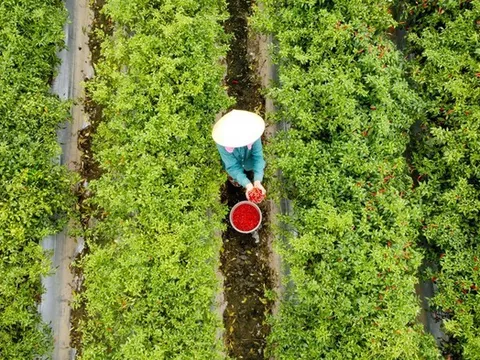 Từng là thứ quả 'hái ra tiền' khi giá cao kỷ lục, nay chín đỏ đồng không ai buồn hái