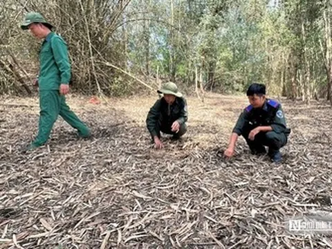 Canh lửa mùa khô: Giữ bình yên rừng Tràm Chim, Gò Tháp
